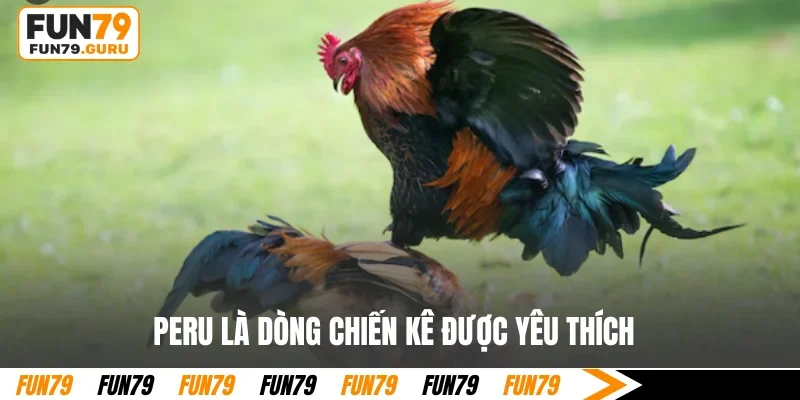 Peru là dòng chiến kê được yêu thích