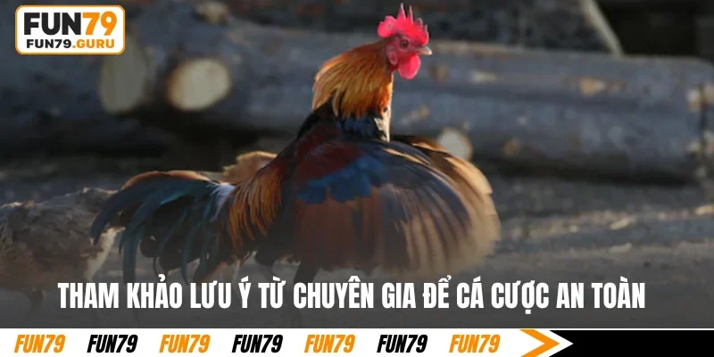 Tham khảo lưu ý từ chuyên gia để cá cược an toàn